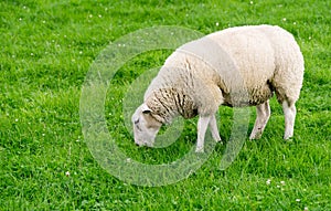 A single white sheep grazing in a field