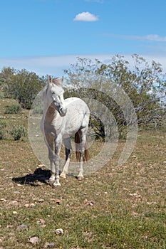 Single white stallion wild horse in the Salt River wild horse management area near Scottsdale Arizona USA