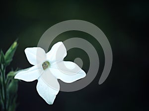 Single white starshaped flower on dark background