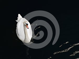 Single white swan