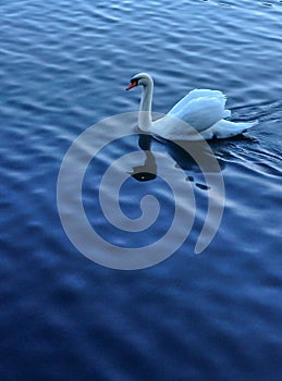 Single white swan floating on beautiful blue lake as background with reflection and ripple on water surface at his foreground.