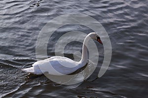 Single white swan floating on river surface