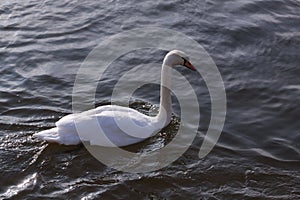 Single white swan floating on water surface