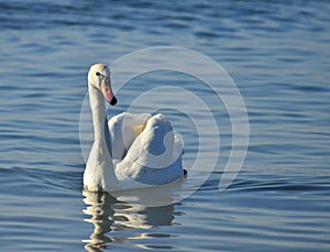 Single white swan