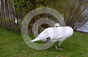 Single white swan resting on one mate