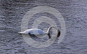 Single white swan river surface looking for food