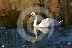 Single white Swan