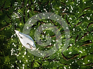 Single white swan surrounded by hundreds of wild fish.