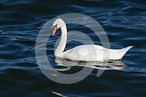 Single White Swan Swimming in Lake Ontario