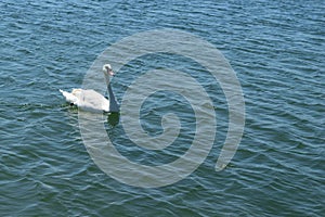 Single white swan swims on blue sea water