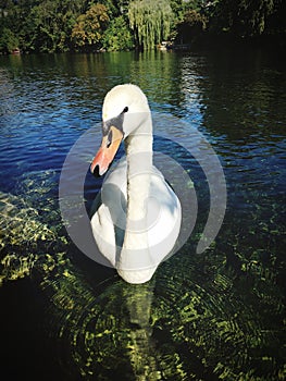 Single white swan on water