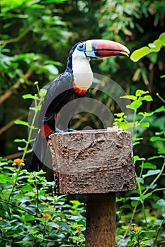 Single White-throated toucan ( tucan) bird