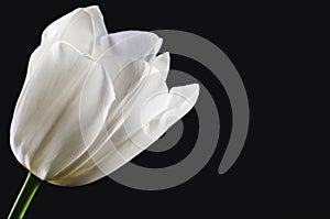 single white tulip head on a black background close-up. horizontal. space for text