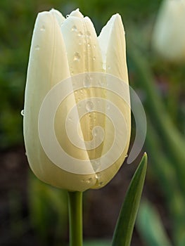 Closeup of a white tulip with water droplets