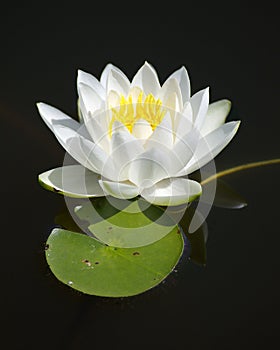 Single White Water Lily