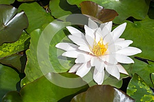 Single white water lily flower with leaves on the water