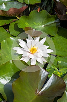 Single white water lily flower with leaves on the water