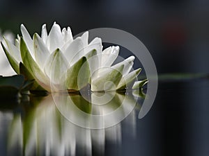 A single white water lily with reflection