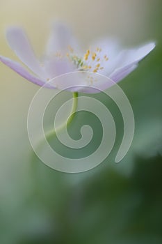 Single white wild flower, a wood anemone