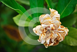 Single White Wilted Flower