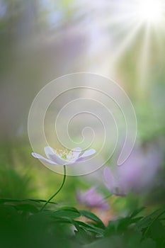 Single white wood anemone in pristine dreamy spring forest