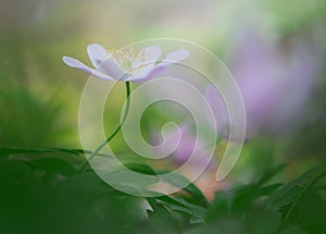 Single white wood anemone in pristine dreamy spring forest