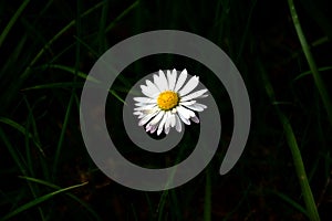 Single white and yellow daisy on black background. soft grass blades surounding