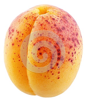 Single whole apricot isolated on white