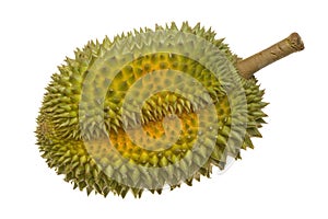 Single whole durian