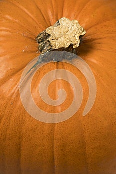 Single orange  pumpkin