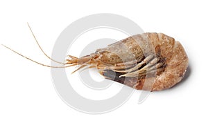 Single whole unpeeled brown shrimp photo