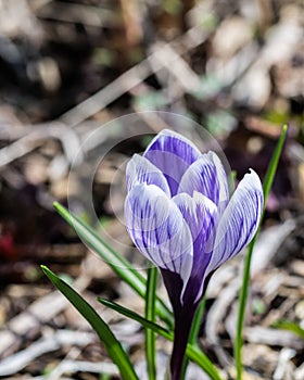 A single wild crocus flower