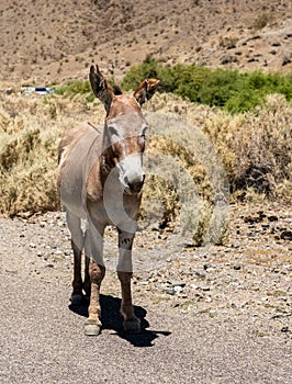 Single Wild Donkey Stands On The Edge Of The Road In Death Valley