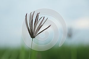 Single wild grass flower on blue sky background. Nature in simplicity concept. Copy space.