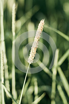 Single wild grass stem above defocused nature background. Trendy deep green aesthetic poster for interior design