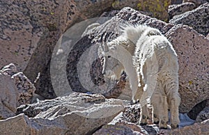 A single wild Mountain Goat on Mt. Evans.