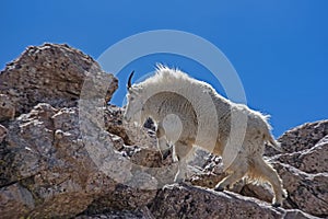 A single wild Mountain Goat on Mt. Evans.