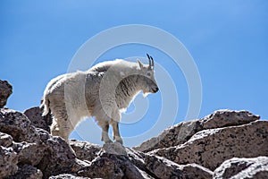 A single wild Mountain Goat on Mt. Evans.