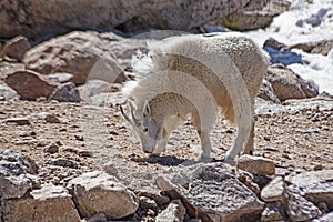 A single wild Mountain Goat on Mt. Evans.