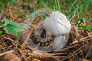 Single wild mushroom Agaricus in the forest in clearing between pine needles closeup