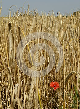 Single wild poppy in corn field