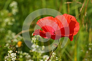 Single wild red corn poppy flower blossom in the spring