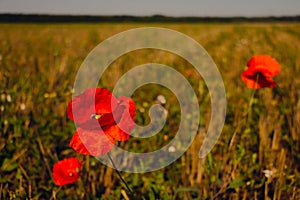 Single wild red corn poppy flower blossom in the spring