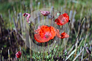 Single wild red corn poppy flower blossom in the spring