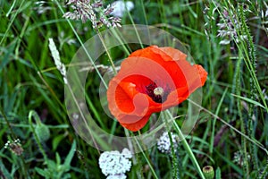 Single wild red poppy