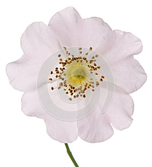 Single wild rose pink flower isolated on white background