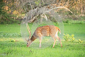 A single Wild Spotted Deer eating grass in Yala National Park