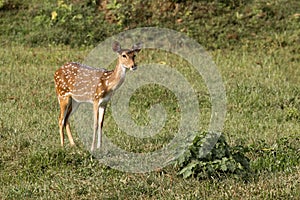 Single wild spotted deer standing in meadow