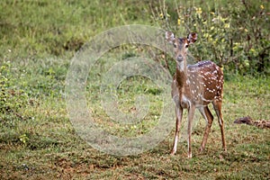 Single wild spotted deer standing in meadow