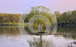 Single willow tree in the middle of lake